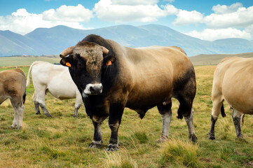 Fototapeta premium A beautiful and powerful Aubrac bull in the middle of a herd of cows in the mountains.