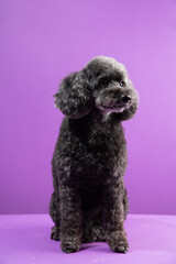 Cute black, grey medium poodle portrait on purple background