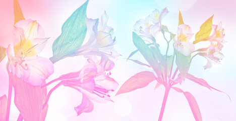 alstromeria flowers isolated on colored background