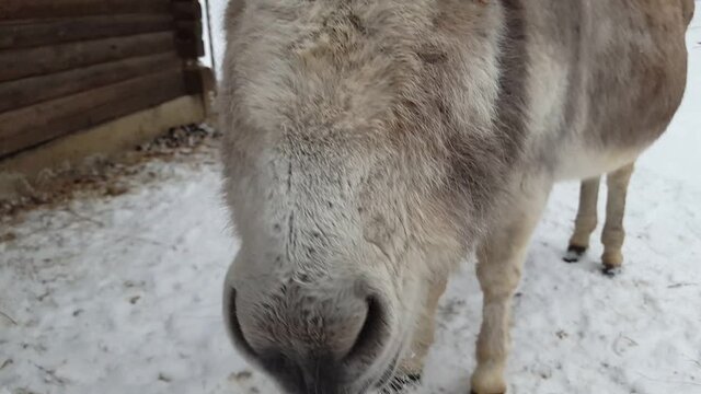 Donkey in winter. Against the background of snow.