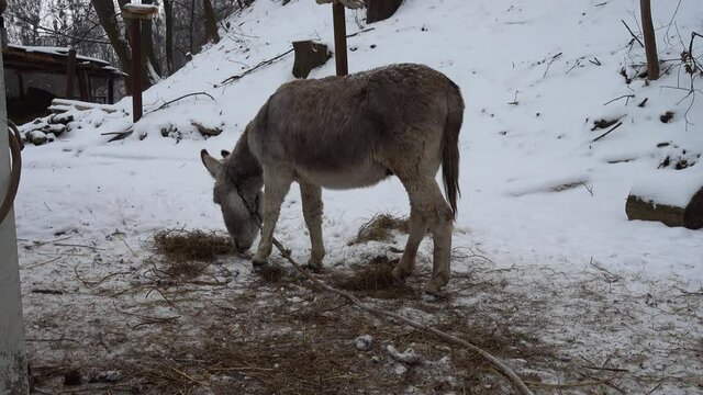 Donkey in winter. Against the background of snow.