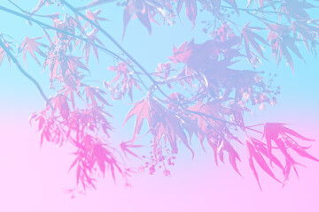 pink leaves and maple flowers on pastel colors  background
