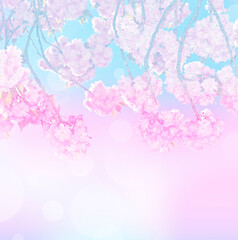 pink sakura flowers on pastel colors  background