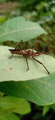 dragonfly on a leaf