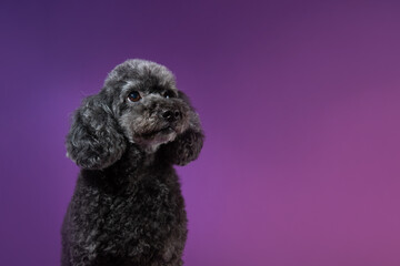 Cute black, grey poodle portrait on purple background. Copy space, place for text