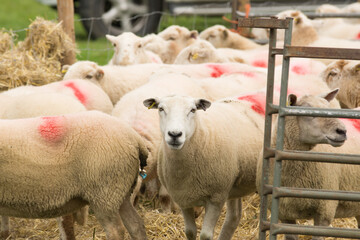 Flock of sheep being waiting to be loaded on to a animal transporter to be taken to market