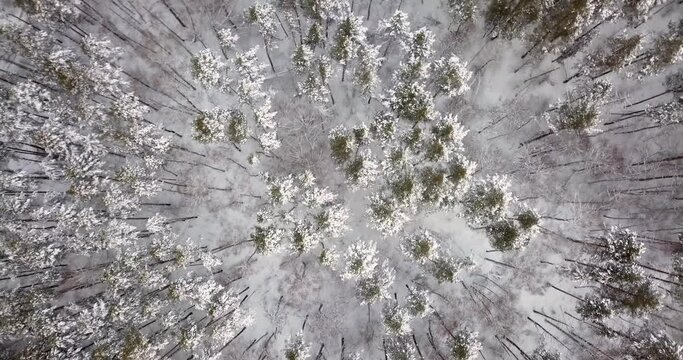Bird's-eye view of the winter forest with trees and snow. Snow-covered winter pine forest. Unmanned capture of a small forest in the winter. Season travel white the frozen nature idyllic