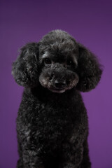 Cute black, grey medium poodle portrait on purple background