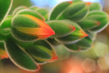 hermosa plantas suculentas con su retono, de color rojo 