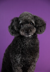 Cute black, grey medium poodle portrait on purple background