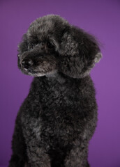 Cute black, grey medium poodle portrait on purple background