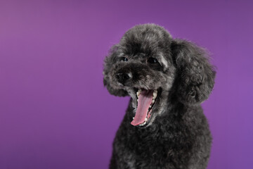 Cute black, grey poodle portrait yawns on purple background. Copy space, place for text