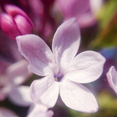 Fototapeta na wymiar defocused five petal lilac flower close up on other lilac flowers background in spring