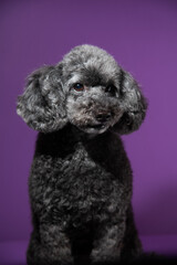 Cute black, grey medium poodle portrait on purple background