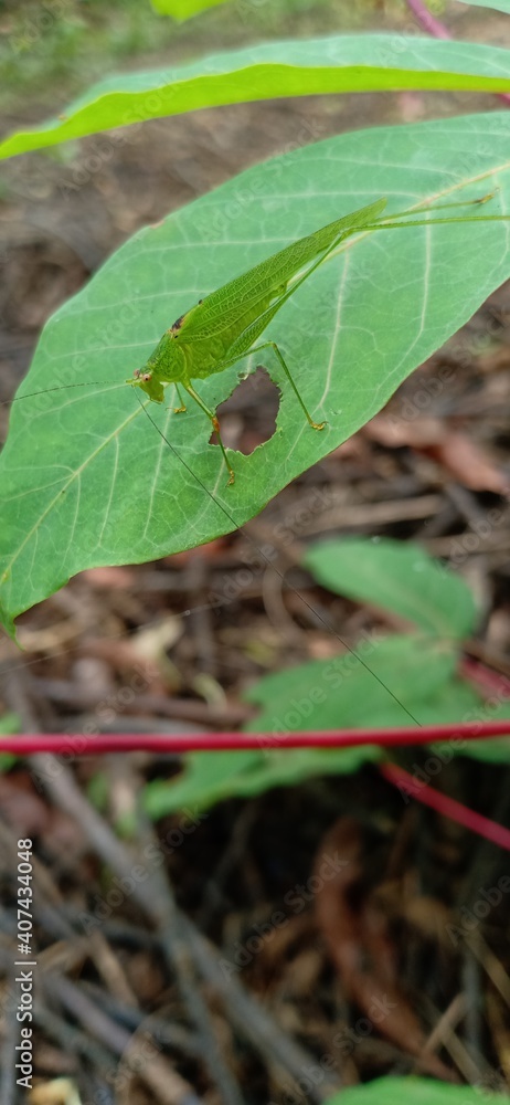 Wall mural insect in the forest perched on the leaf