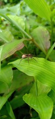 Pregnant spider on a leaf