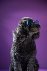 Cute black, grey medium poodle portrait on purple background