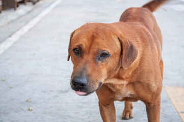 Thai brown dog standing poses

