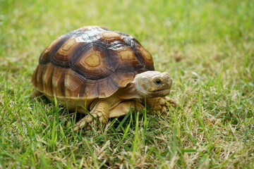 Turtle on grass (Centrochelys sulcata)
