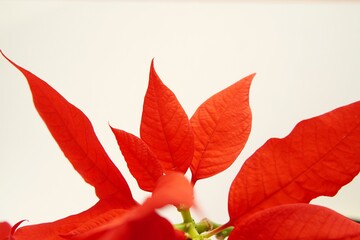 Red poinsettia flower petals on white background, abstract red Christmas flower foliage close up, botanical wall art.