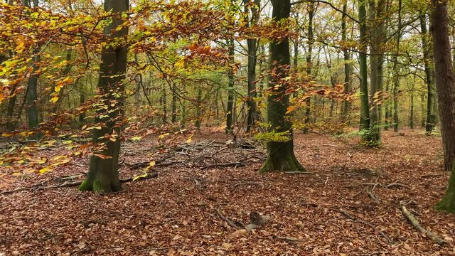 Beech trees with brown leaves at a cloudy day in the forest at fall. Slider, Pan, left to right.