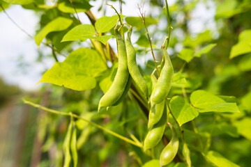 Green pods of kidney bean growing on farm. Bush with bunch of pods of haricot plant (Phaseolus...
