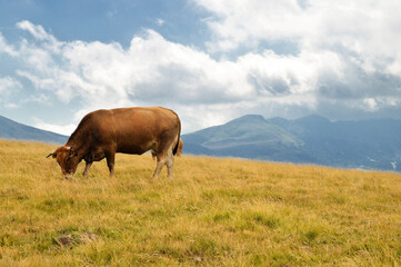 Beautiful volcanic mountain landscape with a mountain cow grazing in the mountain pastures