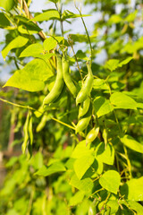 Green pods of kidney bean growing on farm. Bush with bunch of pods of haricot plant (Phaseolus vulgaris) ripening in homemade garden. Organic farming, healthy food, BIO viands, back to nature concept.