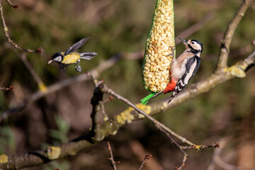 great spotted woodpecker (Dendrocopos major) and eurasian blue tit (Cyanistes caeruleus)