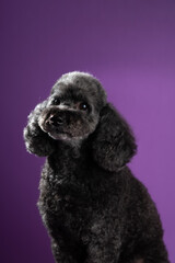 Cute black, grey medium poodle portrait on purple background