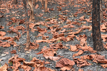 The dry leaves fell to the ground. After being consumed by a forest fire in the dry season