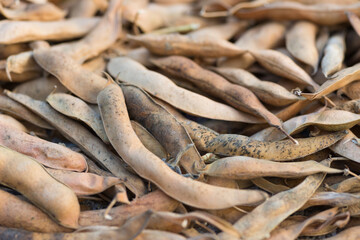 Harvested ripe pods of kidney bean on heap. Pile of dry raw pods of haricot plant (Phaseolus vulgaris) as natural background. Organic farming, healthy food, BIO viands, back to nature concept.