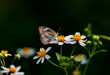 Striped Albatross Butterfly sucking nectar from yellow flowers
