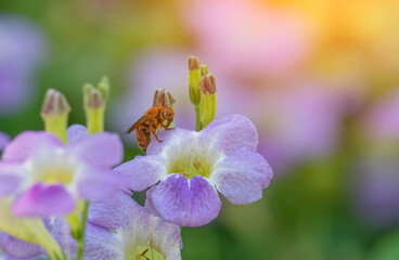 Bees seeking nectar from the pollen of flowers in nature.