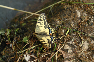 Papilio machaon (the Old World swallowtail) on the ground at the brook, Kamchatka Peninsula, Far East Russia. An swallowtail butterfly puddling on the muddy bank of the stream, close-up, copy space