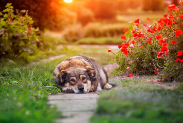 cute sad dog lies in in the evening garden among the green grass and scarlet flowers of poppies