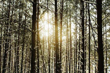 Winter forest landscape. Snow in forest. Cold winter weather. Coniferous forest background. Sunlight through the trees. Sunset landscape. Sunrise sun shining. Warm color nature background.