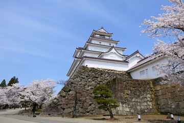 満開の桜と天守閣。鶴ヶ城市民公園。会津若松、福島、日本。４月中旬。