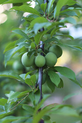Large juicy green plum fruits on a tree branch close up