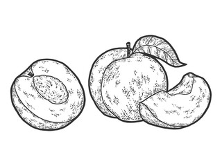 Peach fruit. Slices and whole. Engraving raster illustration.
