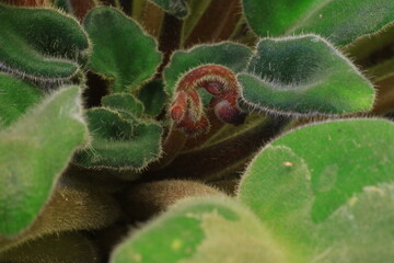 retono de planta de violeta apenas creciendo