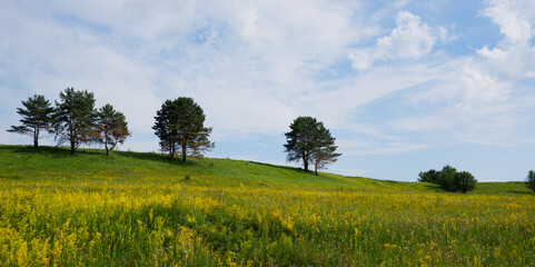 Scenery. Lonely trees growing on a hill against the background of a blue clear sky and flowering herbs