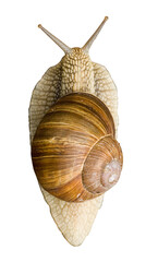 Studio photo of a snail with grey shell, antennas out.  Isolated on white background.