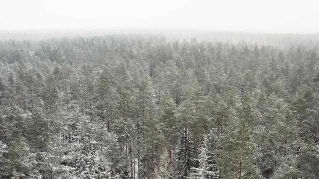 Fog on the horizon. Winter background with forward parallax effect and real snowfall. Spruce and pine frosty trees covered with snow. Winter nature, frozen white tree tops.