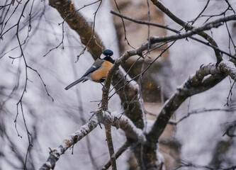 Great tit on birch branch during snowfall, close up, Parus major. Tit sits on a tree branch in the forest