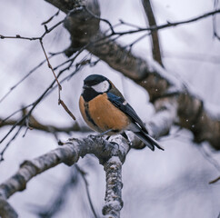 Great tit on birch branch during snowfall, close up, Parus major. Tit sits on a tree branch in the forest