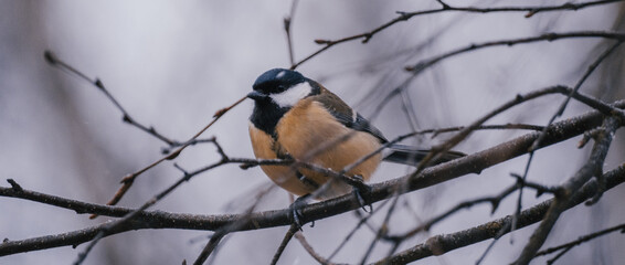 Great tit on birch branch during snowfall, close up, Parus major. Tit sits on a tree branch in the forest