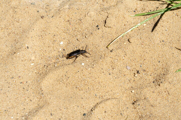 black beetle crawling on the sand on a sunny day