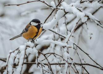 Great tit on birch branch during snowfall, close up, Parus major. Tit sits on a tree branch in the forest