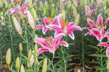 Obraz premium Pink Lilly flowers are beautifully blooming in Chiang Rai Flower Festival at Thailand.